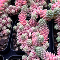 Sedum dasyphyllum major