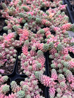 Sedum dasyphyllum major