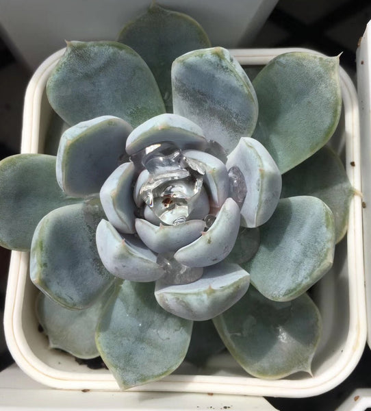 snow bunny succulent Echeveria snow bunny (seed grown) – RNT SUCCULENTS