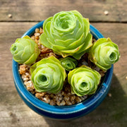 Aeonium aureum 'green rose buds'