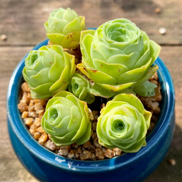 green rose buds succulent Aeonium aureum 'green rose buds' – RNT SUCCULENTS