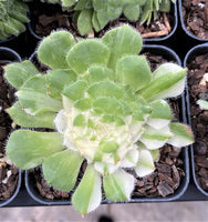 Aeonium tabuliforme variegata
