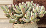 Cotyledon orbiculata 'Oophylla'