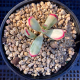 Cotyledon orbiculata var. oophylla variegata