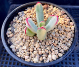 Cotyledon orbiculata var. oophylla variegata