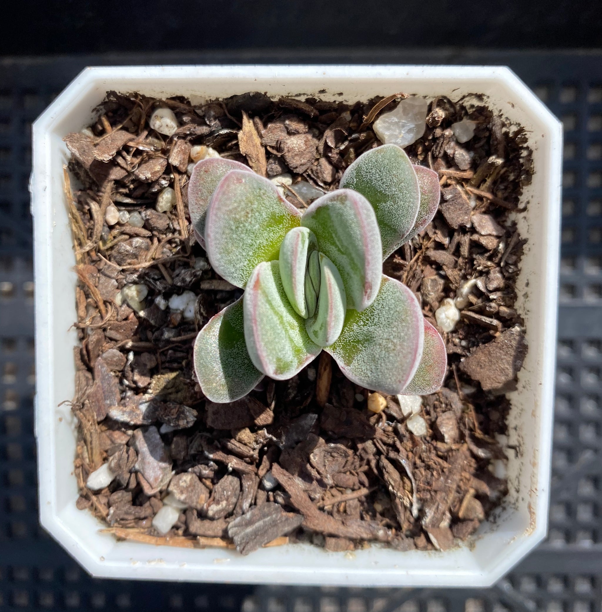 Crassula 青锁龙属 – RNT SUCCULENTS
