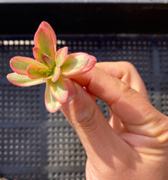 Crassula dejecta variegata Cutting