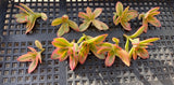 Crassula dejecta variegata Cutting