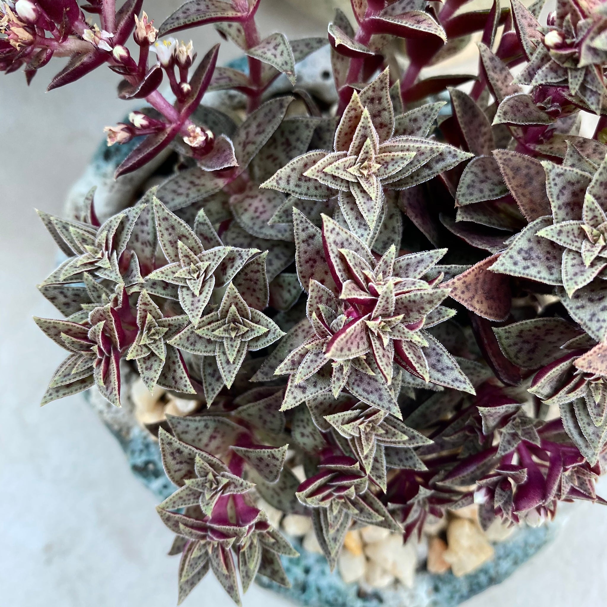 Crassula 青锁龙属 – RNT SUCCULENTS