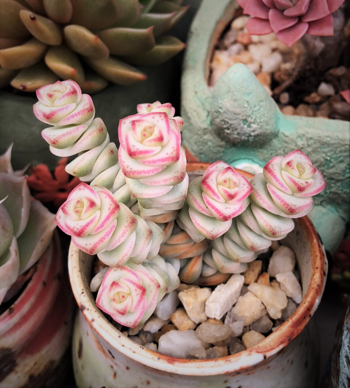 Crassula 青锁龙属 – RNT SUCCULENTS