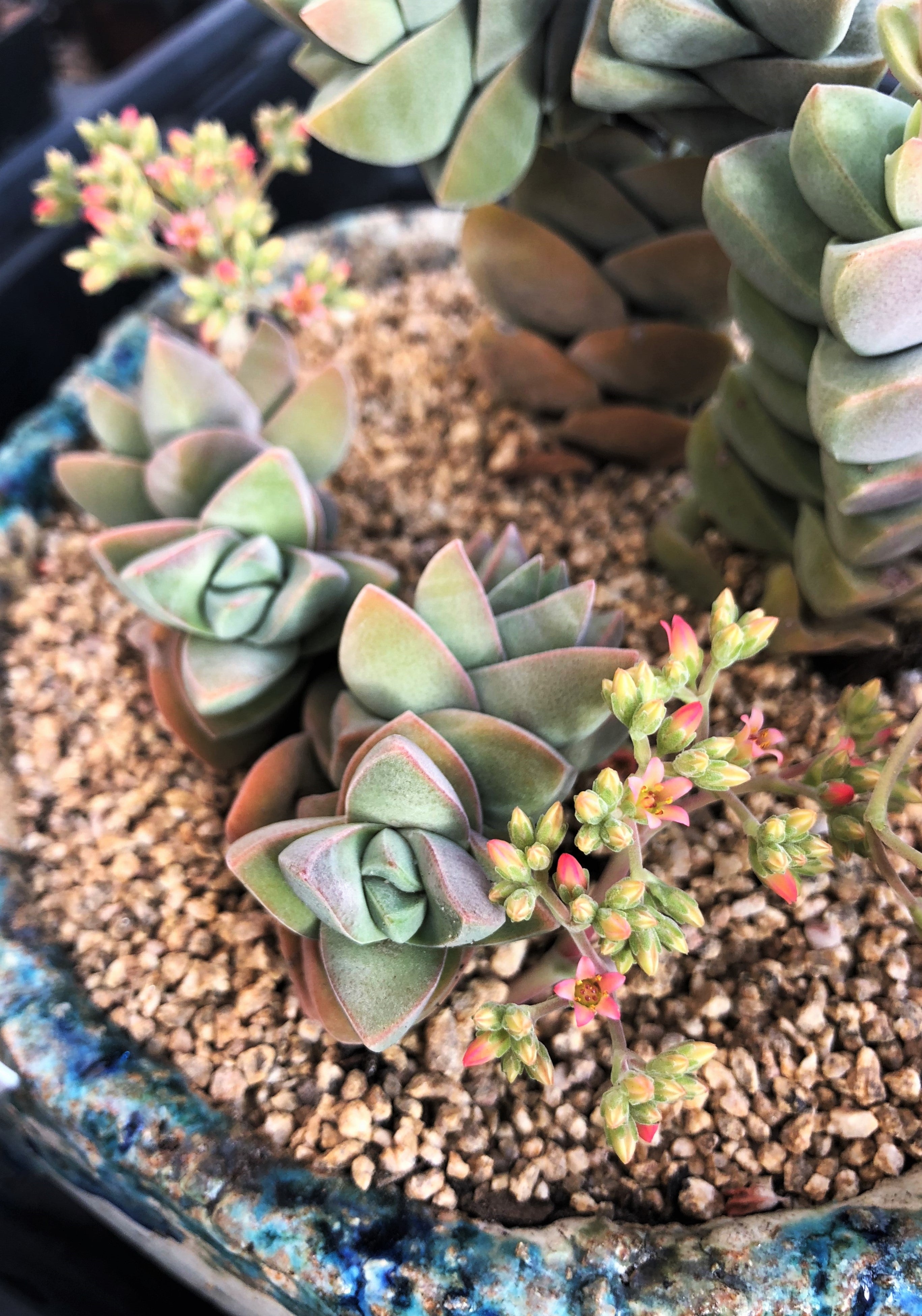 White succulents 白色的多肉 – Page 2 – RNT SUCCULENTS