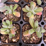 Crassula namaquensis hybrid