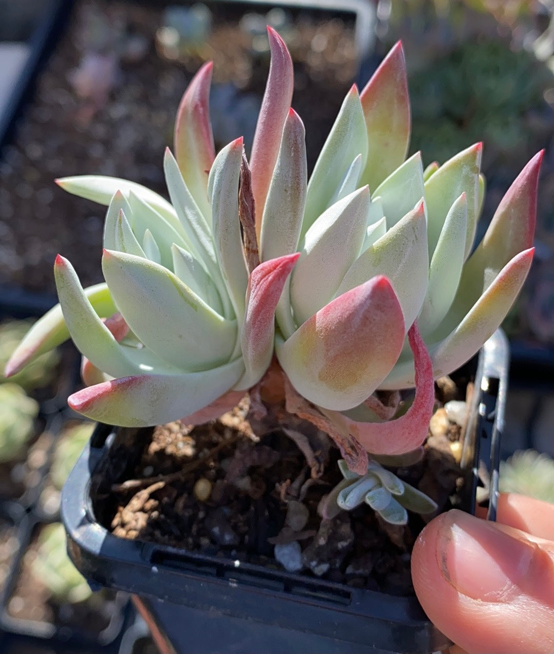 Rare outlets Dudleya Pachyphytum Korean imported Succulent / 拇指仙女杯