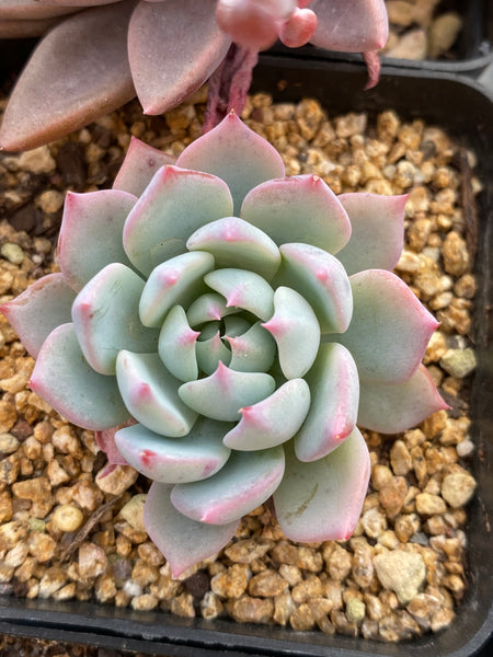 allegra succulent Echeveria 'Allegra' – RNT SUCCULENTS