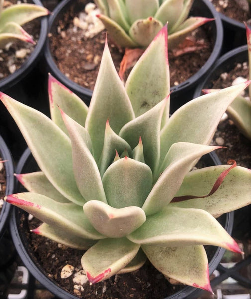 succulent plant 中文 Echeveria 'after all' – RNT SUCCULENTS