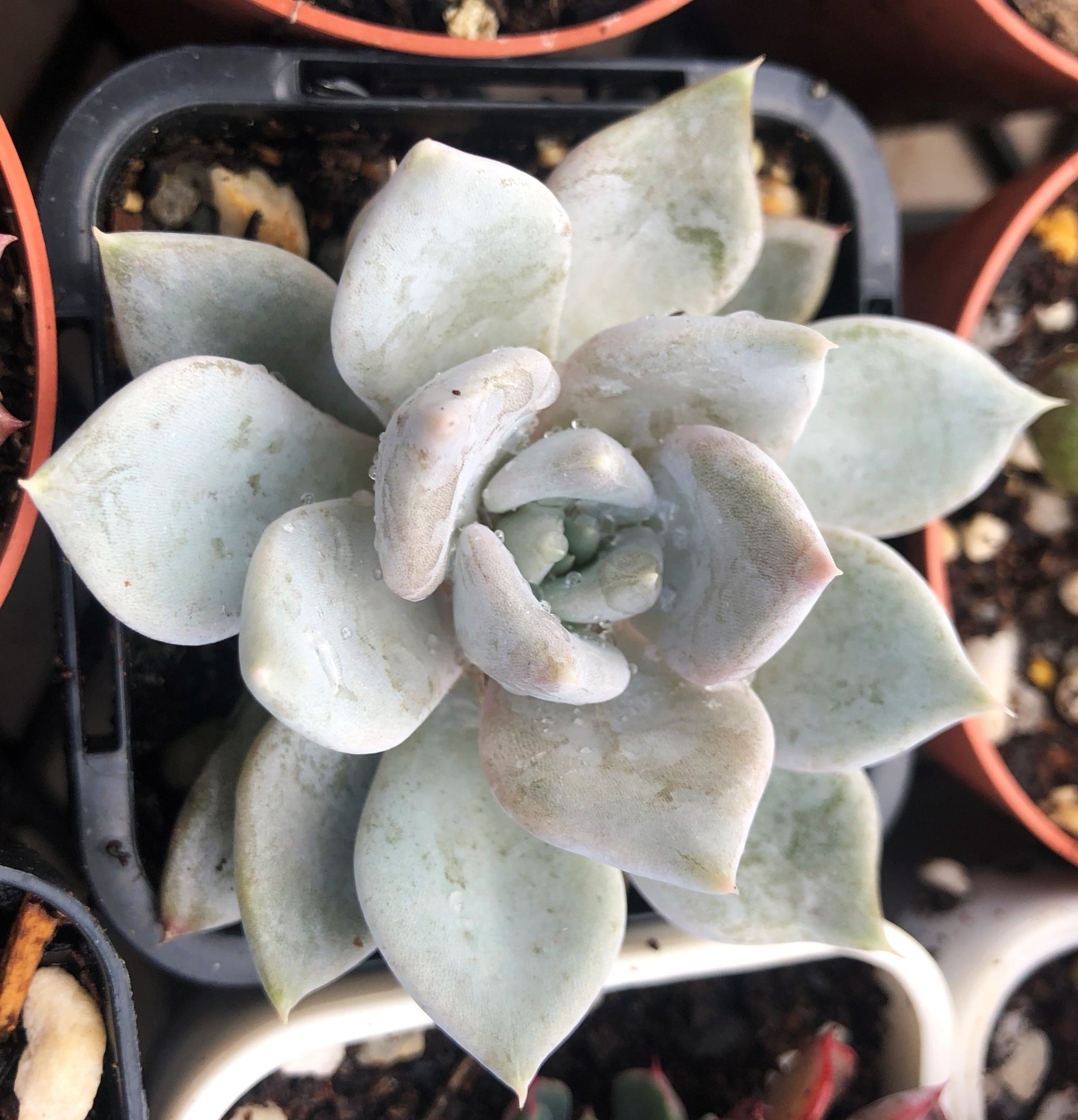 白色 多肉植物Laika23cm White succulents 白色的多肉 – Page 2 – RNT SUCCULENTS