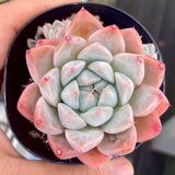 Echeveria albaster magic