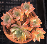 Echeveria albaster magic MELBOURNE SYDNEY ADELAIDE QUEENSLAND CANBERRA VICTORIA NSW QUEENSLAND SOUTH AUSTRALIA ACT SUCCULENT 多肉 墨尔本 维多利亚 澳洲 澳大利亚 悉尼 新南威尔士 阿德莱德 南澳 昆士兰 布里斯本 黄金海岸 多肉植物 堪培拉