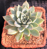 Echeveria albaster magic MELBOURNE SYDNEY ADELAIDE QUEENSLAND CANBERRA VICTORIA NSW QUEENSLAND SOUTH AUSTRALIA ACT SUCCULENT 多肉 墨尔本 维多利亚 澳洲 澳大利亚 悉尼 新南威尔士 阿德莱德 南澳 昆士兰 布里斯本 黄金海岸 多肉植物 堪培拉