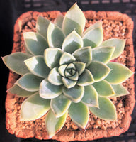 Echeveria albaster magic MELBOURNE SYDNEY ADELAIDE QUEENSLAND CANBERRA VICTORIA NSW QUEENSLAND SOUTH AUSTRALIA ACT SUCCULENT 多肉 墨尔本 维多利亚 澳洲 澳大利亚 悉尼 新南威尔士 阿德莱德 南澳 昆士兰 布里斯本 黄金海岸 多肉植物 堪培拉