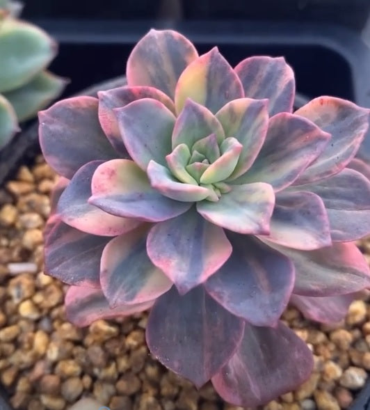 rnt succulents Echeveria bicolour variegata