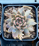 Echeveria black prince monstrose