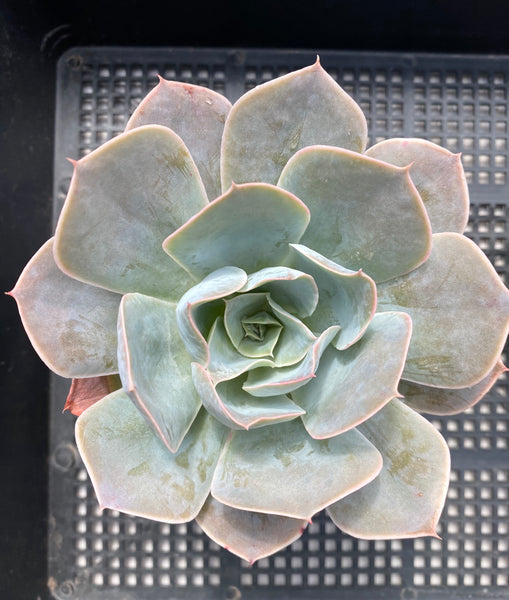 Echeveria blue cloud