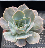 Echeveria blue cloud