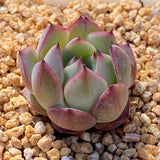 Echeveria blue diamond