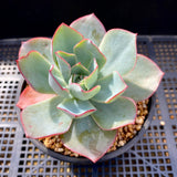 Echeveria blue light