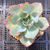 Echeveria blue light