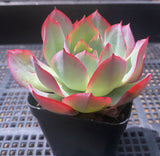 Echeveria blue light