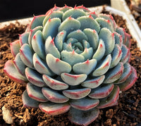 Echeveria blue minima