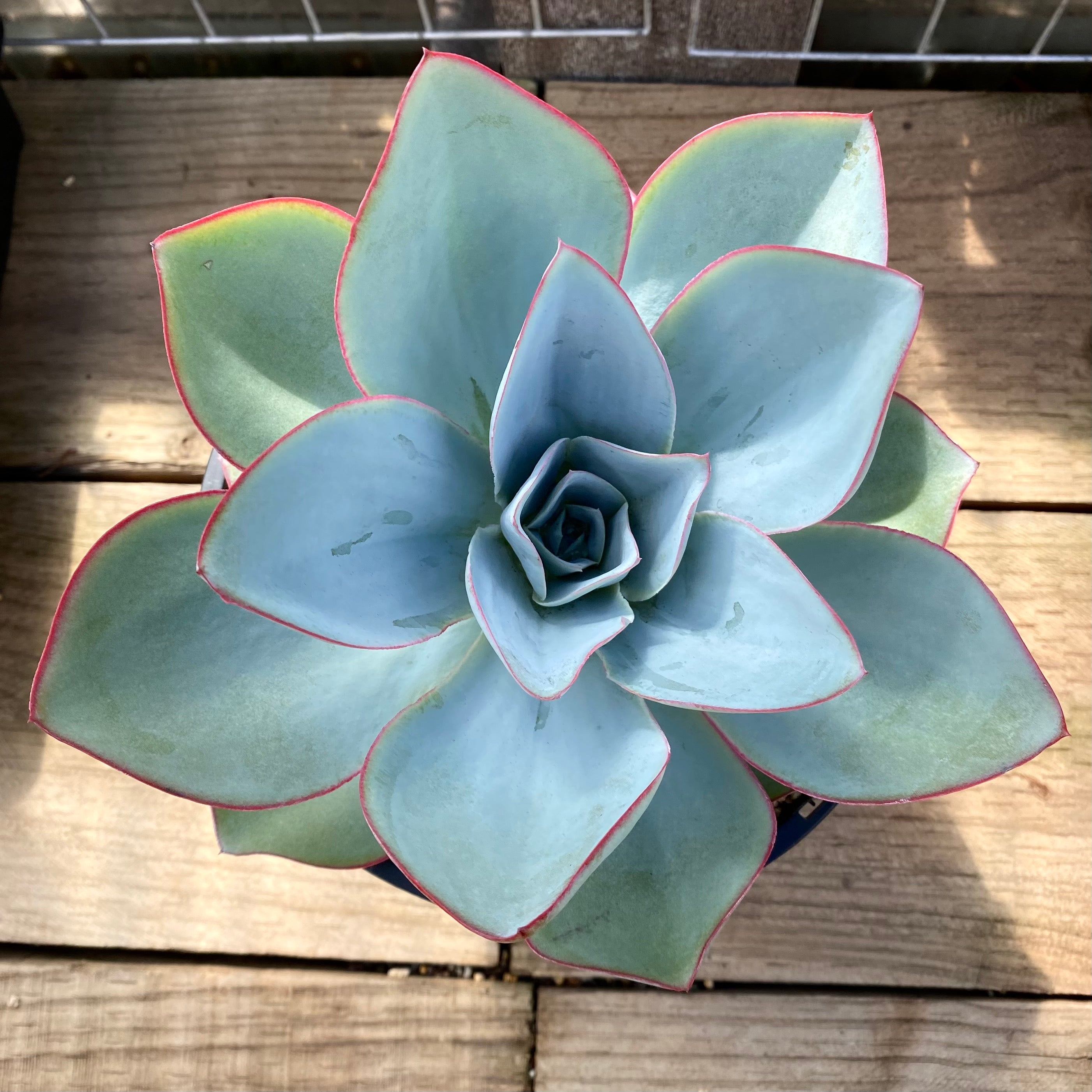 白色 多肉植物Laika23cm 4211.jpg.webp