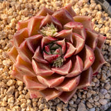 Echeveria caramel rose S