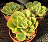 Echeveria Katrina 卡特琳娜 MELBOURNE SYDNEY ADELAIDE QUEENSLAND CANBERRA VICTORIA NSW QUEENSLAND SOUTH AUSTRALIA ACT SUCCULENT 多肉 墨尔本 维多利亚 澳洲 澳大利亚 悉尼 新南威尔士 阿德莱德 南澳 昆士兰 布里斯本 黄金海岸 多肉植物 堪培拉