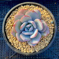 cream tea succulent Echeveria cream tea – RNT SUCCULENTS