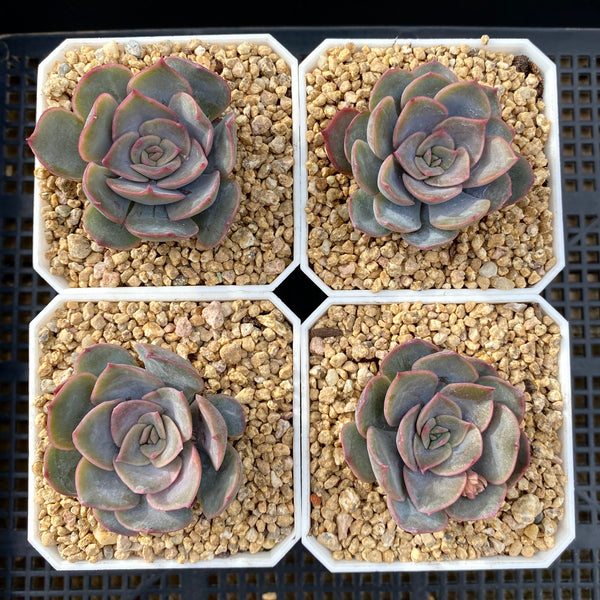 dark ice succulent Echeveria dark ice – RNT SUCCULENTS