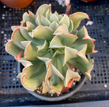 Echeveria dark vader  mature