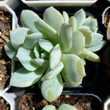 Echeveria delulu