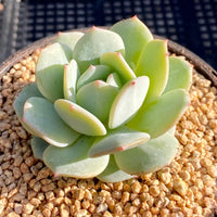 Echeveria delulu