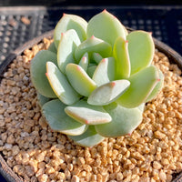 Echeveria delulu