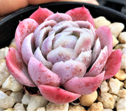 Echeveria 'rasberry ice'