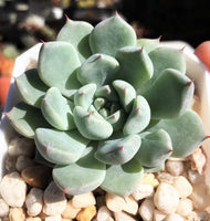 Echeveria Ellen