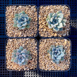 Echeveria Ellen