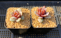 Echeveria german champagne S