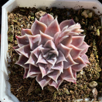 Echeveria gilo