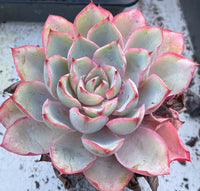 Echeveria hera 赫拉 MELBOURNE SYDNEY ADELAIDE QUEENSLAND CANBERRA VICTORIA NSW QUEENSLAND SOUTH AUSTRALIA ACT SUCCULENT 多肉 墨尔本 维多利亚 澳洲 澳大利亚 悉尼 新南威尔士 阿德莱德 南澳 昆士兰 布里斯本 黄金海岸 多肉植物 堪培拉