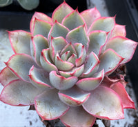 Echeveria hera 赫拉 MELBOURNE SYDNEY ADELAIDE QUEENSLAND CANBERRA VICTORIA NSW QUEENSLAND SOUTH AUSTRALIA ACT SUCCULENT 多肉 墨尔本 维多利亚 澳洲 澳大利亚 悉尼 新南威尔士 阿德莱德 南澳 昆士兰 布里斯本 黄金海岸 多肉植物 堪培拉