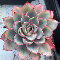 Echeveria hera 赫拉 MELBOURNE SYDNEY ADELAIDE QUEENSLAND CANBERRA VICTORIA NSW QUEENSLAND SOUTH AUSTRALIA ACT SUCCULENT 多肉 墨尔本 维多利亚 澳洲 澳大利亚 悉尼 新南威尔士 阿德莱德 南澳 昆士兰 布里斯本 黄金海岸 多肉植物 堪培拉